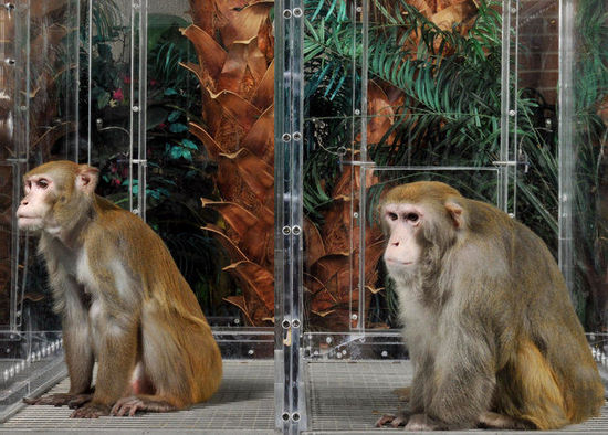 一项长达23年的研究发现，被严格限制卡路里摄入量的猴子（左），比起普通猴子并没有延长寿命。