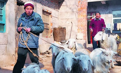 除了养猪周永福每天都出门放羊