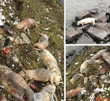 上海黄浦江漂浮900头死猪