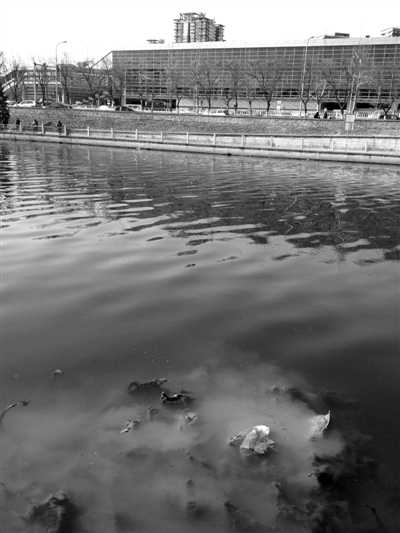 通惠河近四惠河段，河底冒出乳白色液体