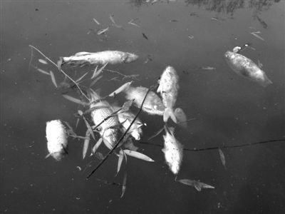昨日下午，朝阳公园的河面上死鱼漂浮