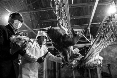 浦东一屠宰点正对活鸡进行集中处理。昨起，上海市活禽市场开始实行定点收购、定点宰杀、定点保存