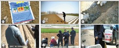 山东种植“毒姜”或致地下水污染