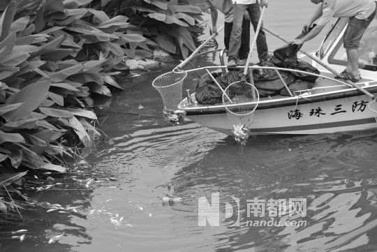 海珠湖内有船在打捞死鱼