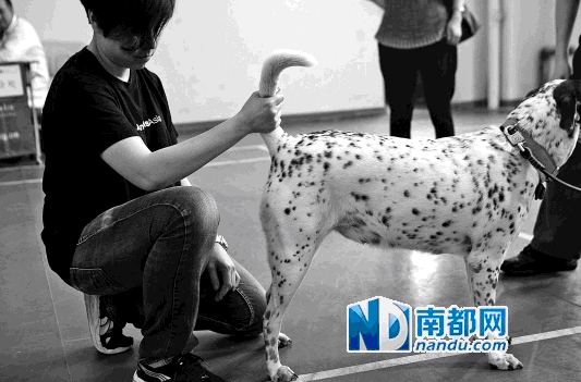 <p>&nbsp;&nbsp;&nbsp;&nbsp;昨日面试现场，狗狗接受测试。&nbsp;南都记者&nbsp;赵炎雄&nbsp;摄</p>
