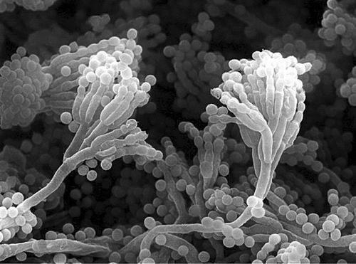 青霉素抗菌性可重建 或可对抗超级细菌